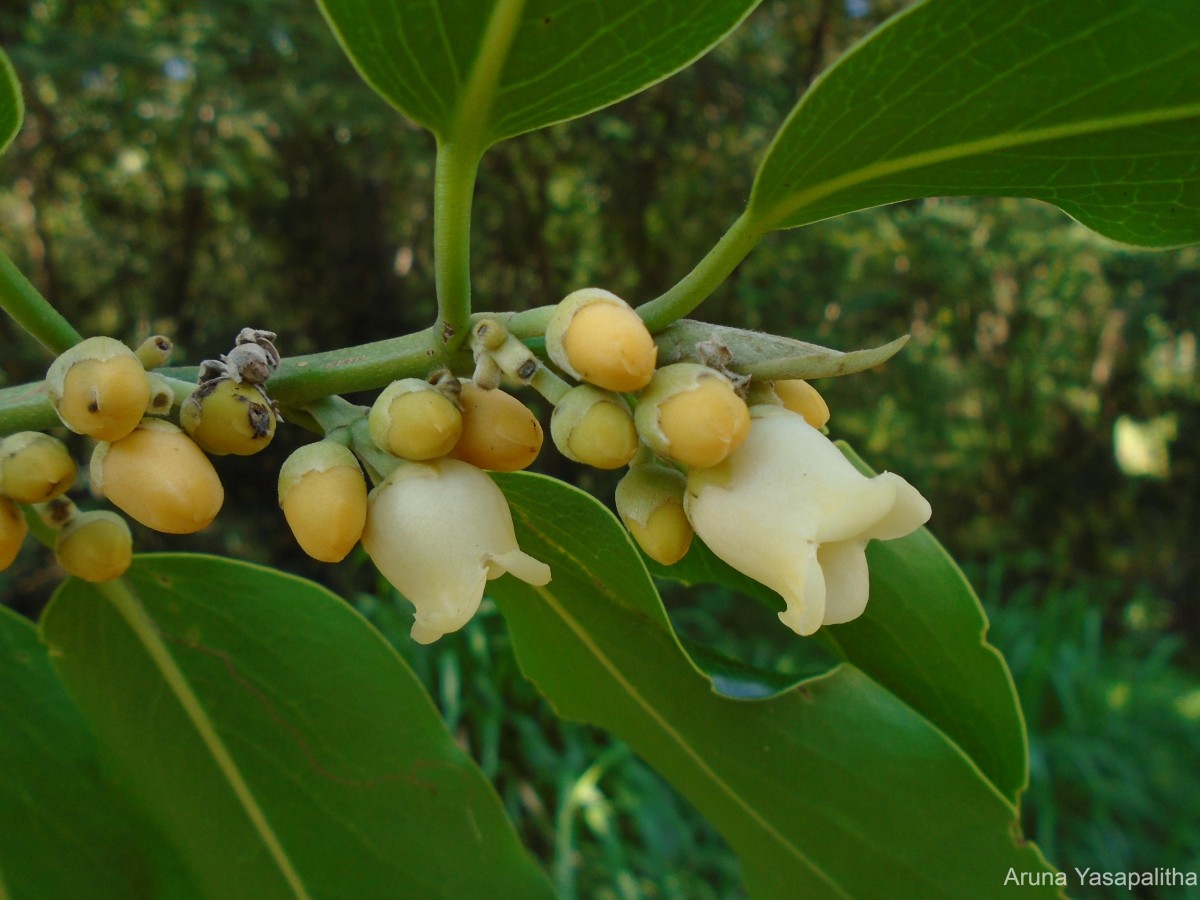 Diospyros malabarica (Desr.) Kostel.